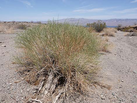 Burrobrush, Cheeseweed (Hymenoclea salsola)