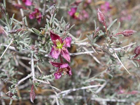 Littleleaf Ratany (Krameria erecta)