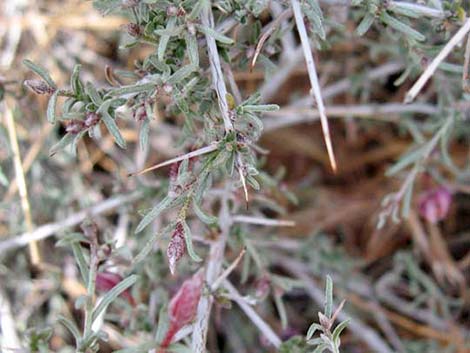 Littleleaf Ratany (Krameria erecta)