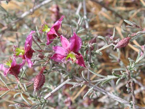 Littleleaf Ratany (Krameria erecta)