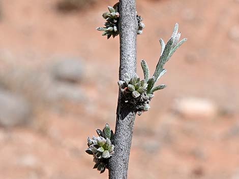 Littleleaf Ratany (Krameria erecta)