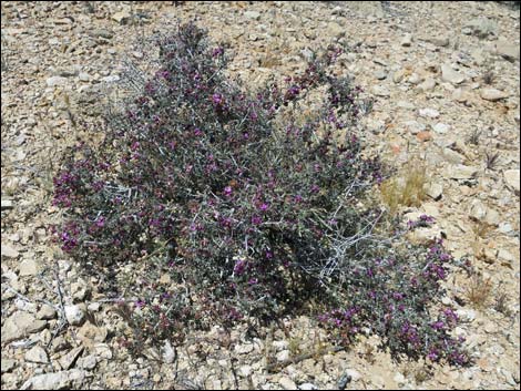 Littleleaf Ratany (Krameria erecta)