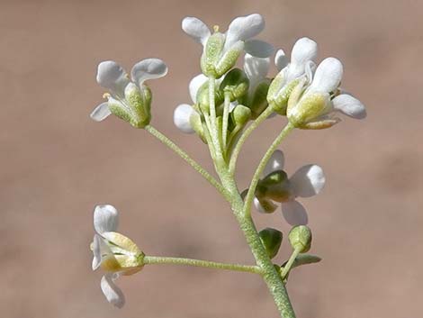 Desert Peppergrass (Lepidium fremontii)