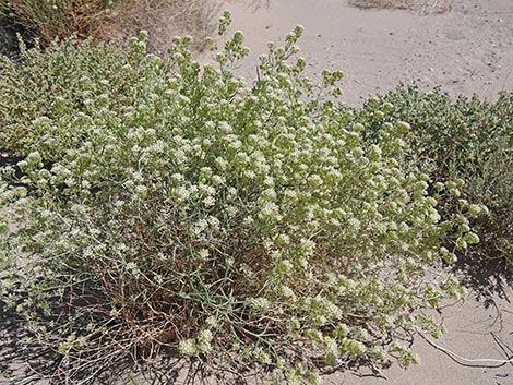 Desert Peppergrass (Lepidium fremontii)