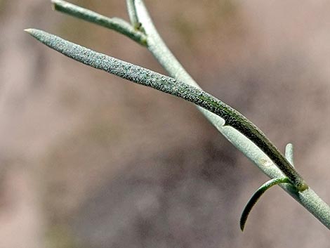 Desert Peppergrass (Lepidium fremontii)