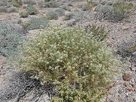 Desert Peppergrass (Lepidium fremontii)