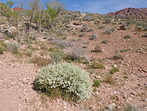 Desert Peppergrass (Lepidium fremontii)