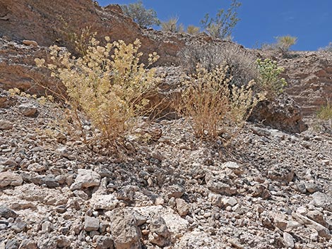 Desert Peppergrass (Lepidium fremontii)