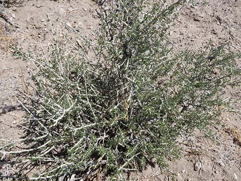 Anderson's Desert-thorn (Lycium andersonii)