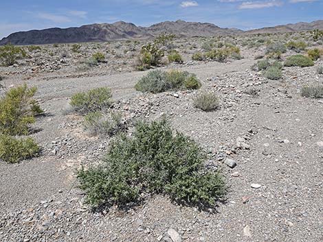 Anderson's Desert-thorn (Lycium andersonii)