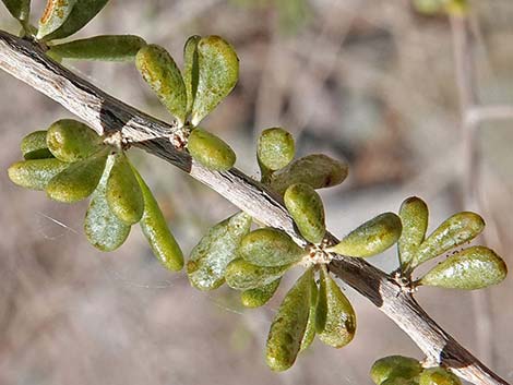 Anderson's Desert-thorn (Lycium andersoni)