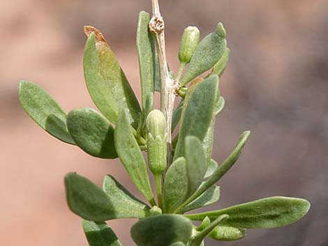 Peach Thorn (Lycium cooperi)