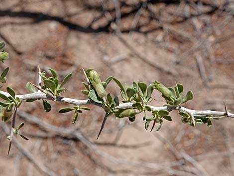 Peach Thorn (Lycium cooperi)