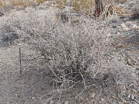 Peach Thorn (Lycium cooperi)