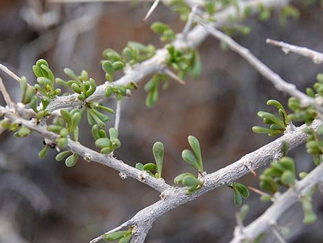 Peach Thorn (Lycium cooperi)