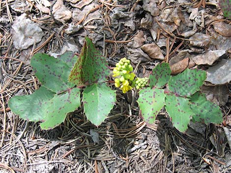 Creeping Barberry (Mahonia repens)