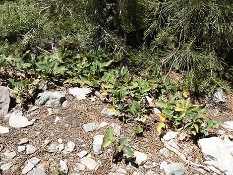 Creeping Barberry (Mahonia repens)