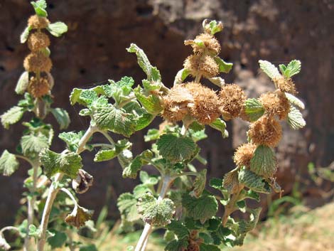 Horehound (Marrubium vulgare)