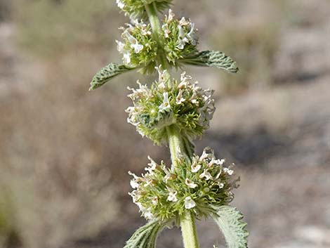 Horehound (Marrubium vulgare)