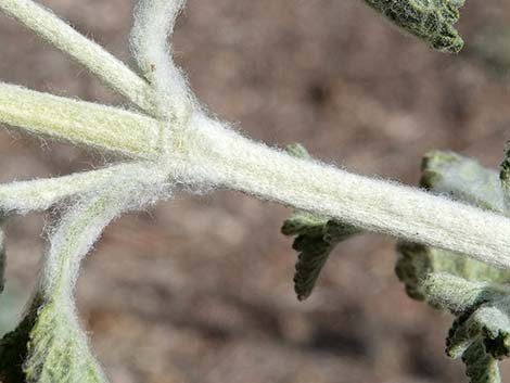 Horehound (Marrubium vulgare)