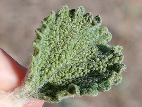 Horehound (Marrubium vulgare)