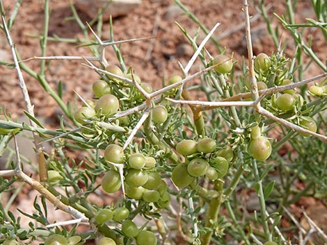 Spiny Menodora (Menodora spinescens)