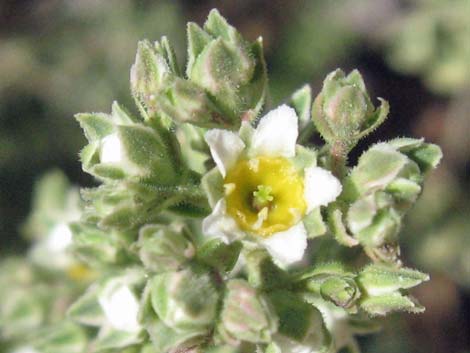 Sandpaper Bush (Mortonia utahensis)