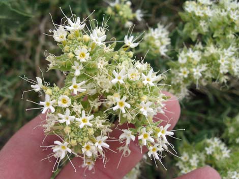 Shinyleaf Sandpaper Plant (Petalonyx nitidus)