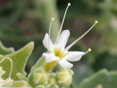 Shinyleaf Sandpaper Plant (Petalonyx nitidus)