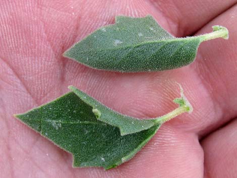 Shinyleaf Sandpaper Plant (Petalonyx nitidus)