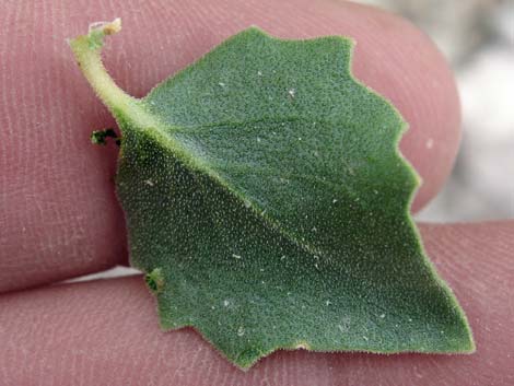 Shinyleaf Sandpaper Plant (Petalonyx nitidus)