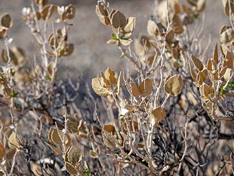 Parry's Sandpaper Plant (Petalonyx parryi)