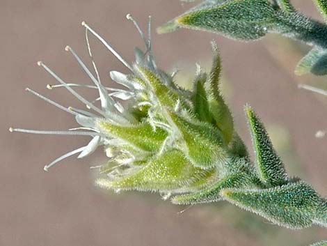 Thurber's Sandpaper Plant (Petalonyx thurberi)