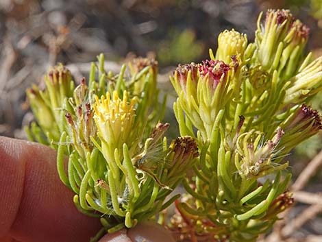 Schott's Pygmycedar (Peucephyllum schottii)