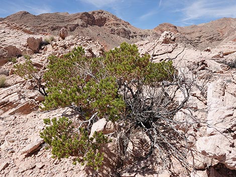 Schott's Pygmycedar (Peucephyllum schottii)