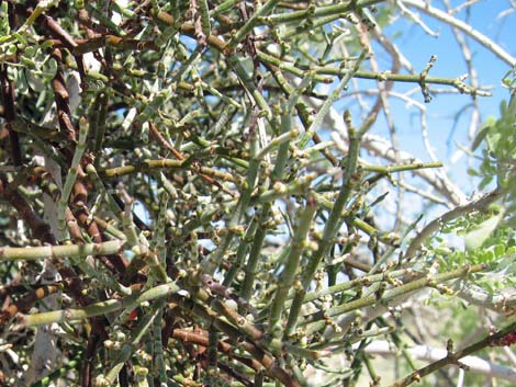 Mesquite Mistletoe (Phoradendron californicum)