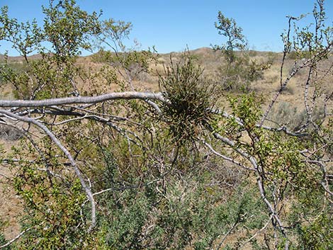 Mesquite Mistletoe (Phoradendron californicum)