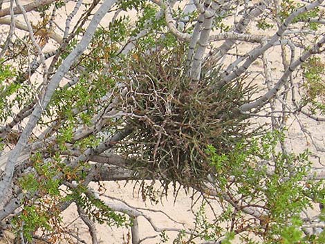 Mesquite Mistletoe (Phoradendron californicum)