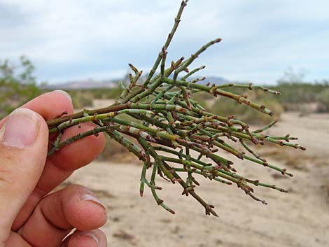 Mesquite Mistletoe (Phoradendron californicum)