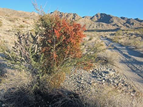 Mesquite Mistletoe (Phoradendron californicum)