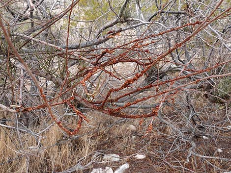 Mesquite Mistletoe (Phoradendron californicum)