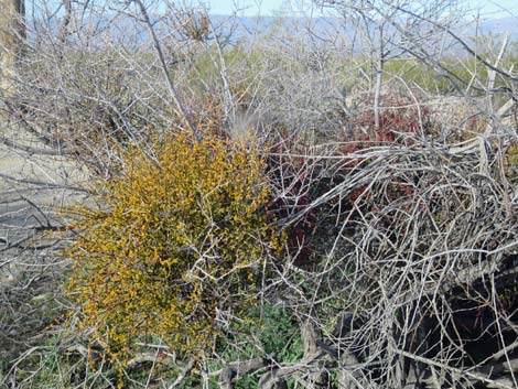 Mesquite Mistletoe (Phoradendron californicum)