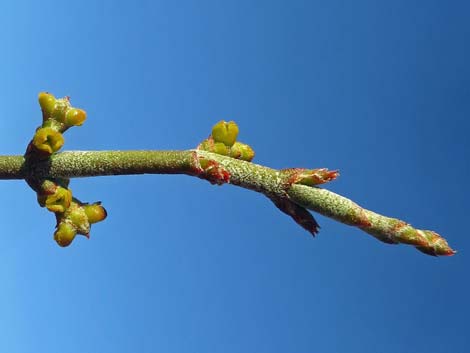 Mesquite Mistletoe (Phoradendron californicum)