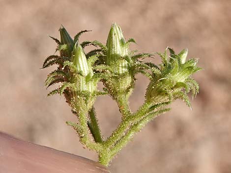 Bush Arrowleaf (Pleurocoronis pluriseta)