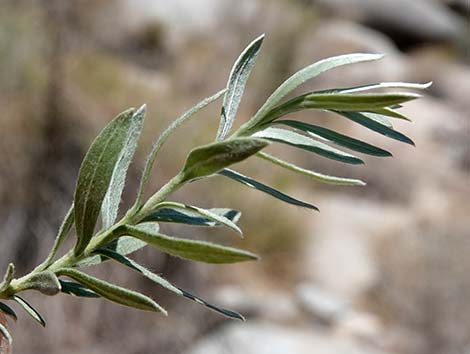 Arrowweed (Pluchea sericea)