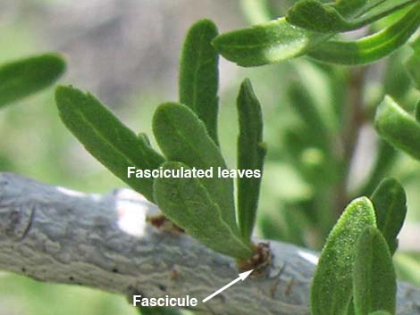 Desert Almond (Prunus fasciculata)