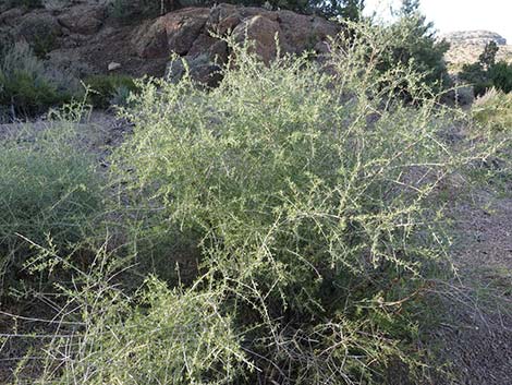 Desert Almond (Prunus fasciculata)