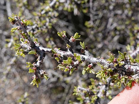 Desert Almond (Prunus fasciculata)