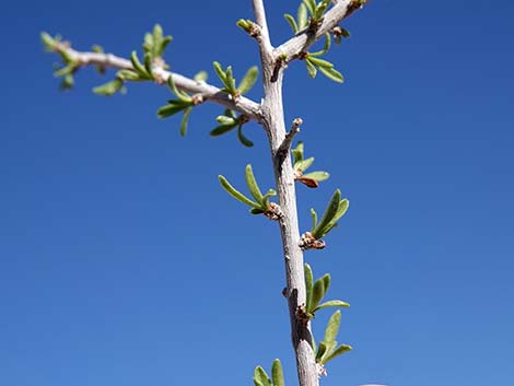 Desert Almond (Prunus fasciculata)