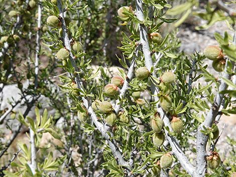 Desert Almond (Prunus fasciculata)